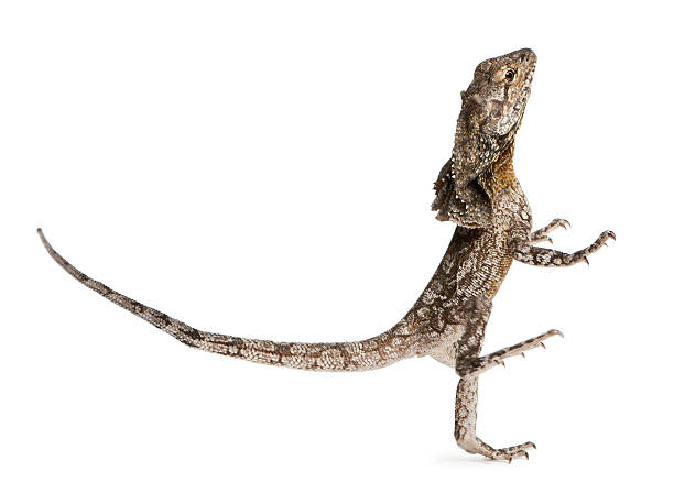 istock Frill-necked lizard, also known as the frilled lizard, Chlamydosaurus kingii, 525213166
