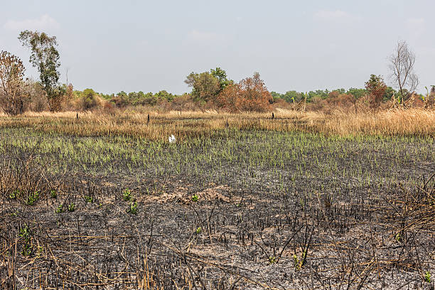 istock ash black smut and stubble. Burned field farm concept 525213282