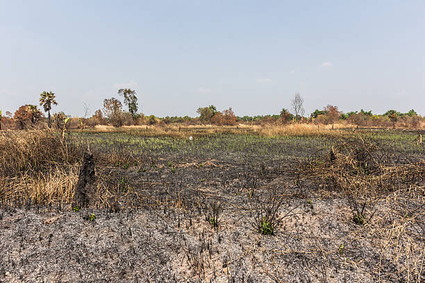 istock ash black smut and stubble. Burned field farm concept 525213776