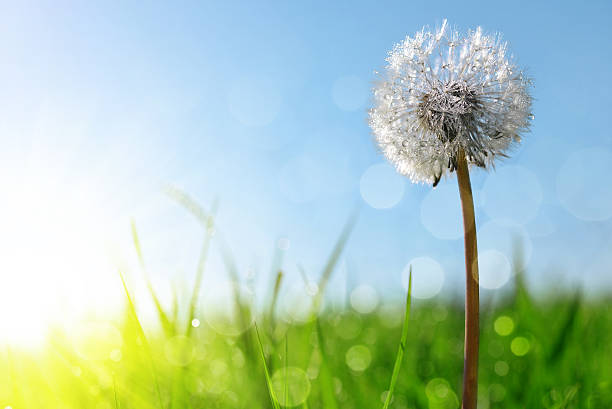 istock Dewy dandelion flower in grass. 525213876