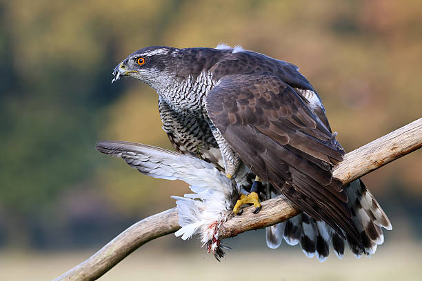 istock Portrait of a Northern goshawk 525214258