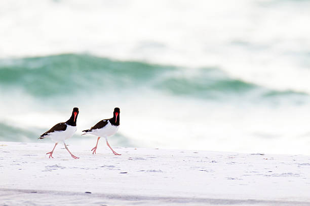 American Oystercatcher pair American Oystercatcher pair steppin' out on the beach charadriiformes stock pictures, royalty-free photos & images