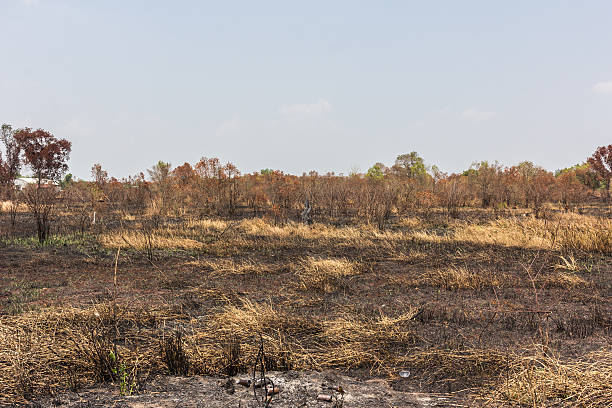 istock ash black smut and stubble. Burned field farm concept 525214456