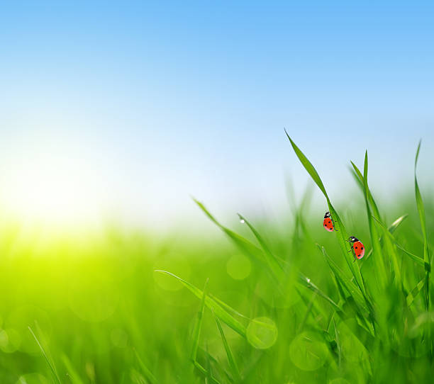istock Fresh green grass with dew drops and ladybugs closeup. 525214772