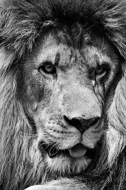istock Powerful black and white male lion face in high contrast 525215154