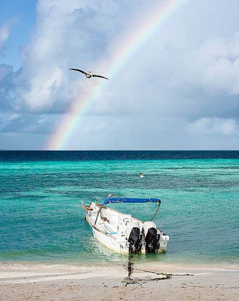 istock Pelican flying against rainbow 525216138