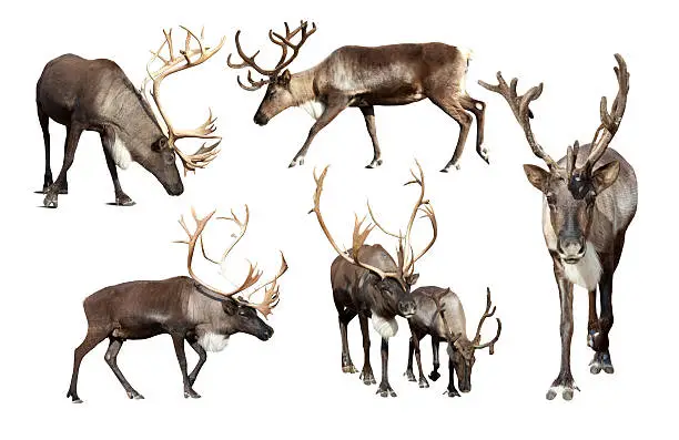 Photo of Set of few reindeer