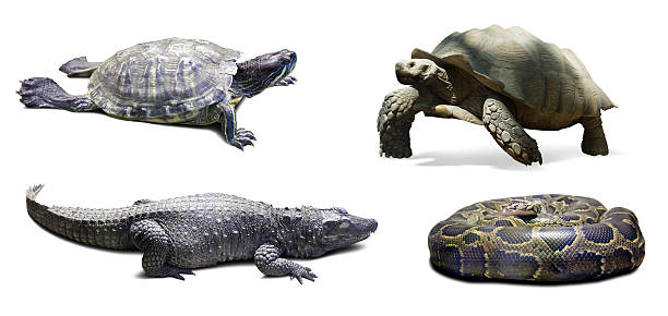 istock Set of reptilian. Isolated on white 525217511