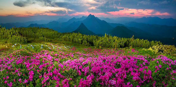 Blooming rhododendrons among alpine peaks is the eternal beauty and joy to the viewer traveling among forests and alpine peaks of Ukraine. Bloom from May to June