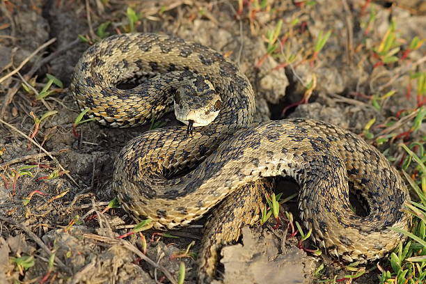 istock female meadow adder in natural habitat 525218160