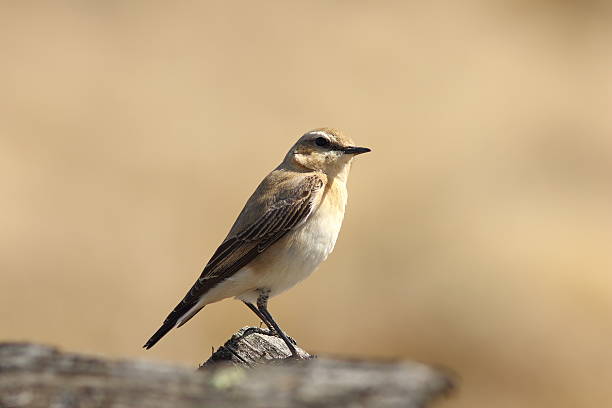 istock female northern wheatear close up 525218204