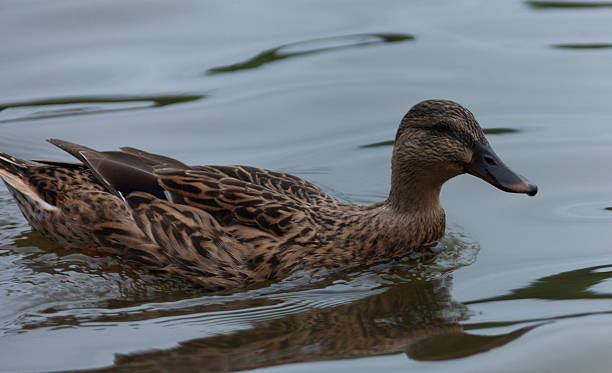 istock Female mallard duck 525219117