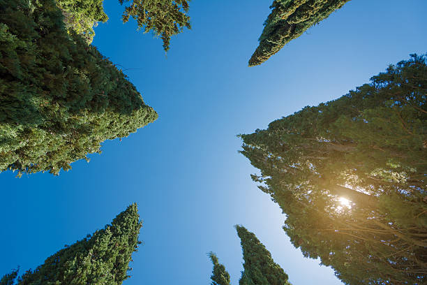 cypress trees - view to the sky with sunlight