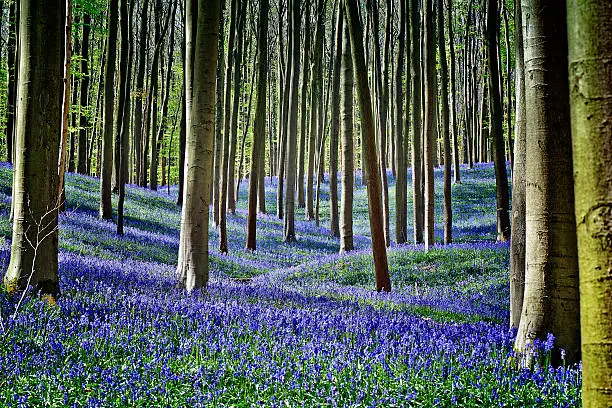 Magical Morning  in forest of Halle with bluebell flowers, Halle, Belgium