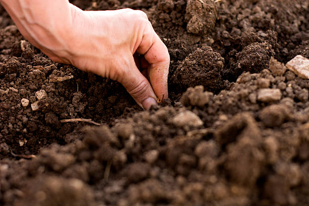 istock Seeding new plant 525219684