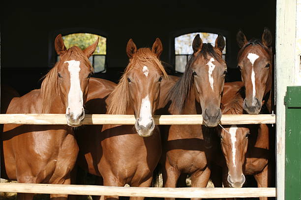 istock Chestnut colored young horses standing in the barn 525219827