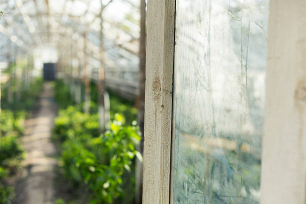 istock Growing plants in the old greenhouse. 525219888
