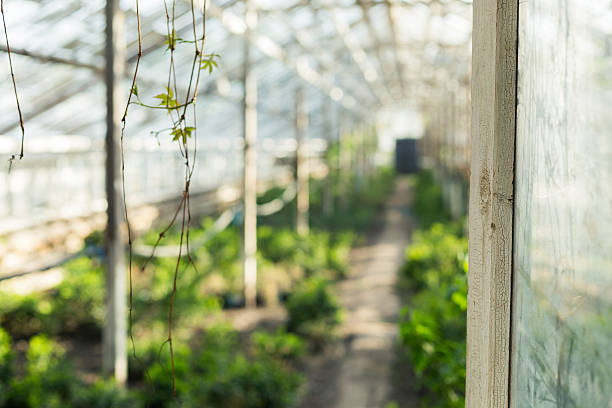 istock Growing plants in the old greenhouse. 525219940