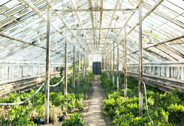istock Growing plants in the old greenhouse. 525220004