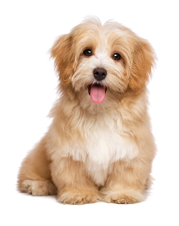 Hermosa feliz rojizo habanés cachorro perro está sentado frontal photo