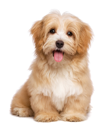 Beautiful happy reddish havanese puppy dog is sitting frontal and looking at camera, isolated on white background