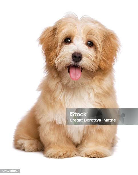 Beautiful Happy Reddish Havanese Puppy Dog Is Sitting Frontal Stock Photo - Download Image Now