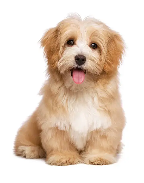 Photo of Beautiful happy reddish havanese puppy dog is sitting frontal