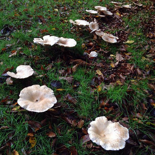istock Giant Funnel Fungi 525220333
