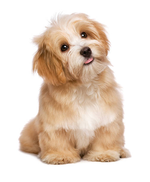 istock Beautiful sitting reddish havanese puppy dog is looking upward 525220523