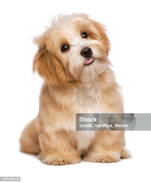 Beautiful Sitting Reddish Havanese Puppy Dog Is Looking Upward Stock Photo - Download Image Now