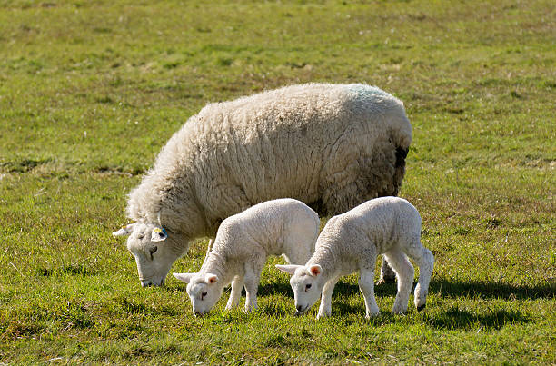 시프, lambs - livestock rural scene newborn animal ewe 뉴스 사진 이미지