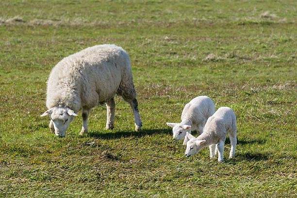 ovejas con lambs - livestock rural scene newborn animal ewe fotografías e imágenes de stock