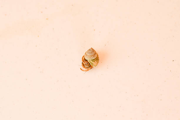 Horizontal, close up shot of a hermit crab in a shell, on a table top. This was shot in Akumal, Mexico. This hermit crab lives in the coral on the beach there. 