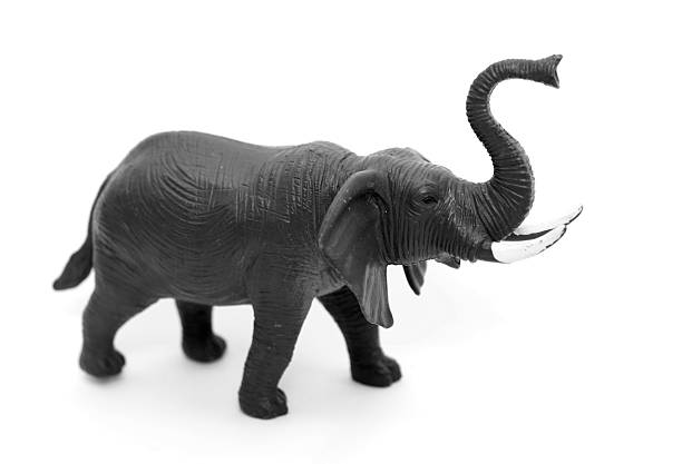 istock Elephant isolated on white background, black and white photo 525221278