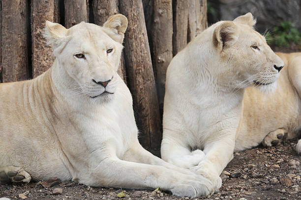istock Two White Lions Showing the Love 525221391