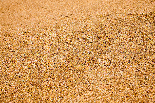 istock heap of wheat grains 525221602