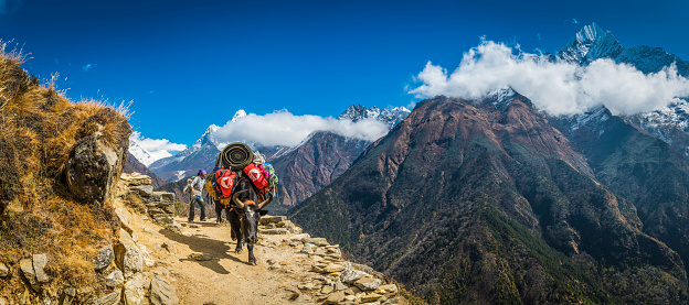 Namche Bazaar, Nepal - 2nd November 2014: Female Sherpa yak driver guiding dzo cattle loaded with expedition kit down the rocky trail from Everest Base Camp beneath the snow capped Khumbu peaks of Ama Dablam (6812m) and Thamserku (6608m) deep in the Himalaya mountain wilderness of the Sagarmatha National Park, a UNESCO World Heritage Site, Nepal. Composite panoramic image created from six contemporaneous sequential photographs.