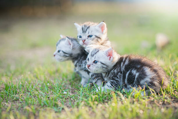 istock Cute American Shorthair kittens walking 525221984