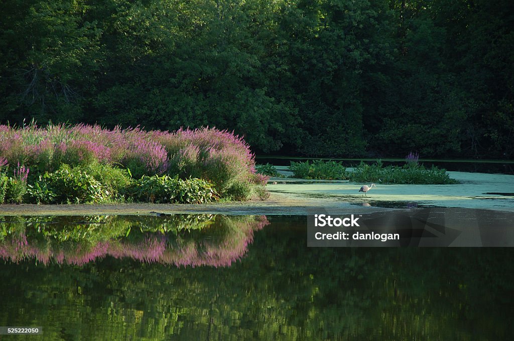 Blackstone River in summer Great Blue Heron (Ardea herodias) hunting on the Blackstone River in Manville, Rhode Island River Stock Photo