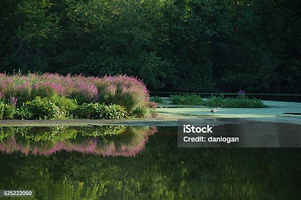 Blackstone River In Summer Stock Photo - Download Image Now - River, Footpath, Canal