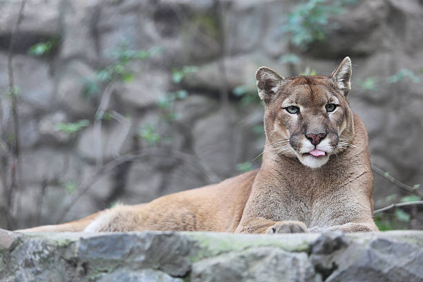 istock Puma Licking Lips in Enclosure Felis Concolor 525222129
