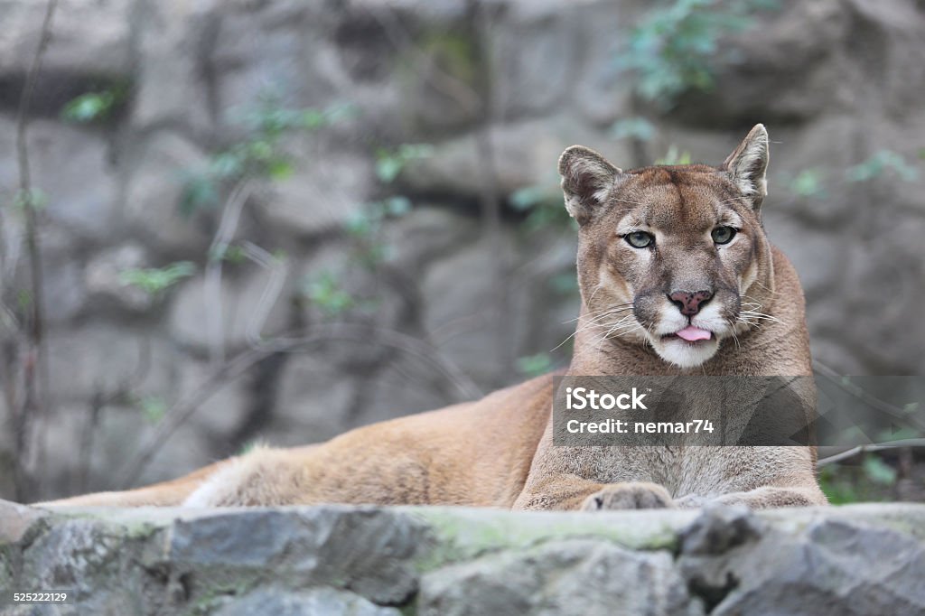 Puma Licking Lips in Enclosure Felis Concolor Puma Licking Lips Licking Stock Photo