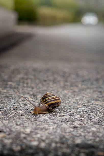istock snail crawling across the street 525222680