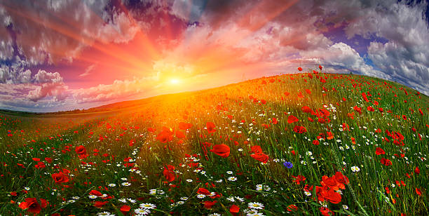 istock Field with bright blooming poppies 525222951