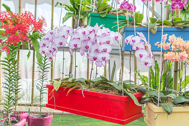 istock orchid in a garden 525223272