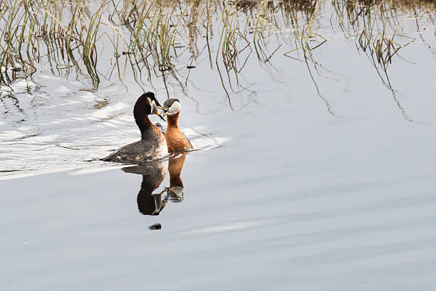 Red-necked grebes mating stock photo