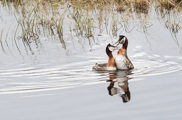 Red-necked grebes mating stock photo