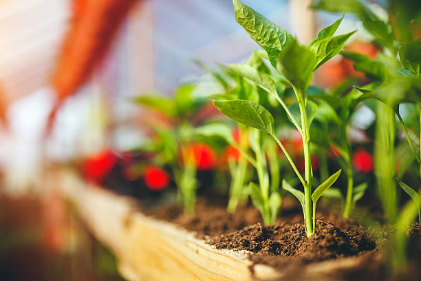 Green plants stock photo