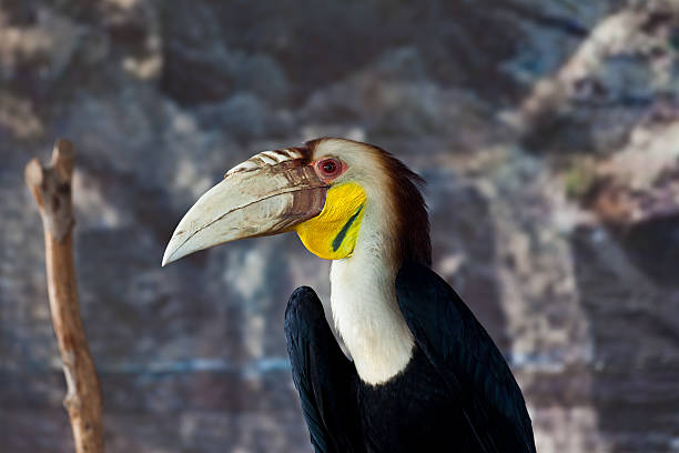 istock Wreathed hornbill, bird 525224271