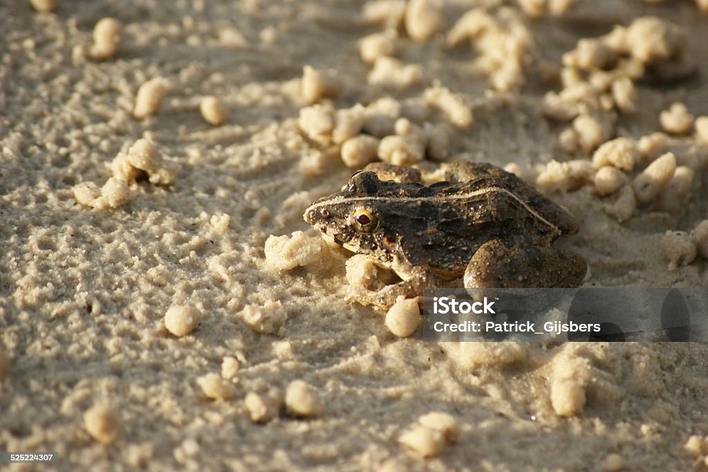 Asian Grass Frog Names: Indian cricket frog, Boie's wart frog, rice field frog, Asian grass frog Amphibian Stock Photo